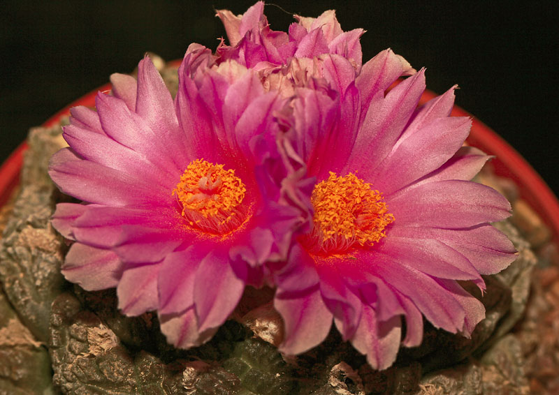 Ariocarpus fissuratus